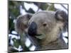 Koala, (Phascolartos Cinereus), Magnetic Island, Queensland, Australia-Thorsten Milse-Mounted Photographic Print