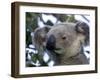 Koala, (Phascolartos Cinereus), Magnetic Island, Queensland, Australia-Thorsten Milse-Framed Photographic Print