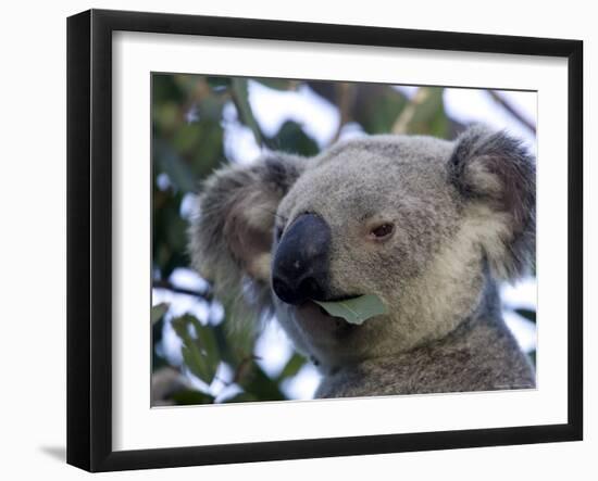 Koala, (Phascolartos Cinereus), Magnetic Island, Queensland, Australia-Thorsten Milse-Framed Photographic Print