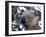 Koala, (Phascolartos Cinereus), Magnetic Island, Queensland, Australia-Thorsten Milse-Framed Photographic Print