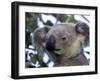 Koala, (Phascolartos Cinereus), Magnetic Island, Queensland, Australia-Thorsten Milse-Framed Photographic Print