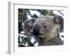 Koala, (Phascolartos Cinereus), Magnetic Island, Queensland, Australia-Thorsten Milse-Framed Photographic Print