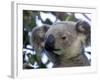 Koala, (Phascolartos Cinereus), Magnetic Island, Queensland, Australia-Thorsten Milse-Framed Photographic Print