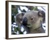 Koala, (Phascolartos Cinereus), Magnetic Island, Queensland, Australia-Thorsten Milse-Framed Photographic Print