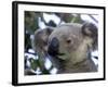 Koala, (Phascolartos Cinereus), Magnetic Island, Queensland, Australia-Thorsten Milse-Framed Photographic Print