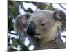 Koala, (Phascolartos Cinereus), Magnetic Island, Queensland, Australia-Thorsten Milse-Mounted Photographic Print