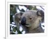 Koala, (Phascolartos Cinereus), Magnetic Island, Queensland, Australia-Thorsten Milse-Framed Photographic Print