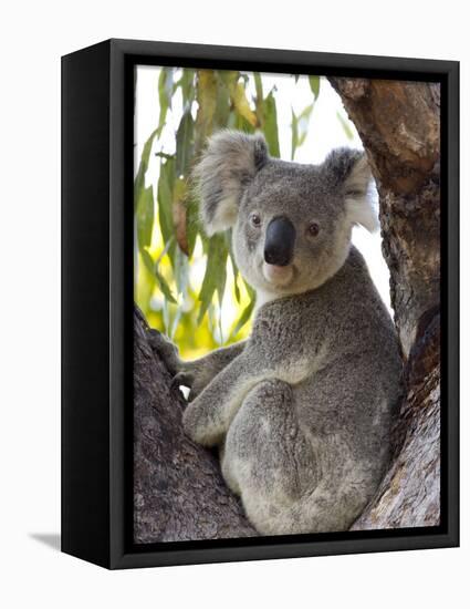 Koala, (Phascolartos Cinereus), Magnetic Island, Queensland, Australia-Thorsten Milse-Framed Stretched Canvas