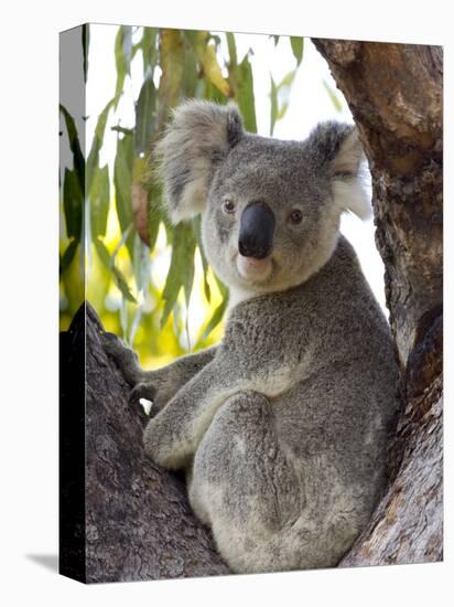 Koala, (Phascolartos Cinereus), Magnetic Island, Queensland, Australia-Thorsten Milse-Stretched Canvas