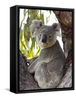 Koala, (Phascolartos Cinereus), Magnetic Island, Queensland, Australia-Thorsten Milse-Framed Stretched Canvas
