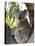 Koala, (Phascolartos Cinereus), Magnetic Island, Queensland, Australia-Thorsten Milse-Stretched Canvas