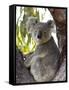 Koala, (Phascolartos Cinereus), Magnetic Island, Queensland, Australia-Thorsten Milse-Framed Stretched Canvas