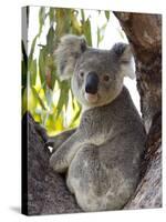 Koala, (Phascolartos Cinereus), Magnetic Island, Queensland, Australia-Thorsten Milse-Stretched Canvas