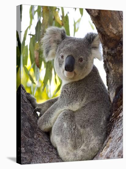 Koala, (Phascolartos Cinereus), Magnetic Island, Queensland, Australia-Thorsten Milse-Stretched Canvas