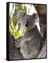 Koala, (Phascolartos Cinereus), Magnetic Island, Queensland, Australia-Thorsten Milse-Framed Stretched Canvas