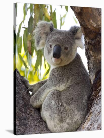 Koala, (Phascolartos Cinereus), Magnetic Island, Queensland, Australia-Thorsten Milse-Stretched Canvas