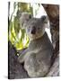 Koala, (Phascolartos Cinereus), Magnetic Island, Queensland, Australia-Thorsten Milse-Stretched Canvas