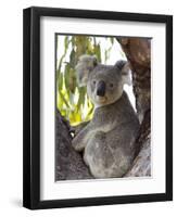 Koala, (Phascolartos Cinereus), Magnetic Island, Queensland, Australia-Thorsten Milse-Framed Premium Photographic Print