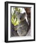 Koala, (Phascolartos Cinereus), Magnetic Island, Queensland, Australia-Thorsten Milse-Framed Premium Photographic Print