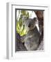 Koala, (Phascolartos Cinereus), Magnetic Island, Queensland, Australia-Thorsten Milse-Framed Premium Photographic Print