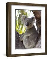 Koala, (Phascolartos Cinereus), Magnetic Island, Queensland, Australia-Thorsten Milse-Framed Photographic Print