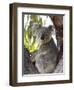 Koala, (Phascolartos Cinereus), Magnetic Island, Queensland, Australia-Thorsten Milse-Framed Photographic Print