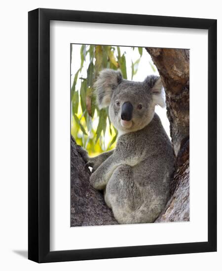 Koala, (Phascolartos Cinereus), Magnetic Island, Queensland, Australia-Thorsten Milse-Framed Photographic Print