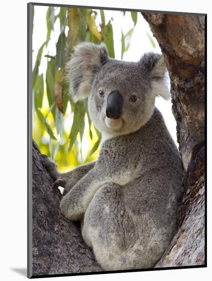 Koala, (Phascolartos Cinereus), Magnetic Island, Queensland, Australia-Thorsten Milse-Mounted Photographic Print