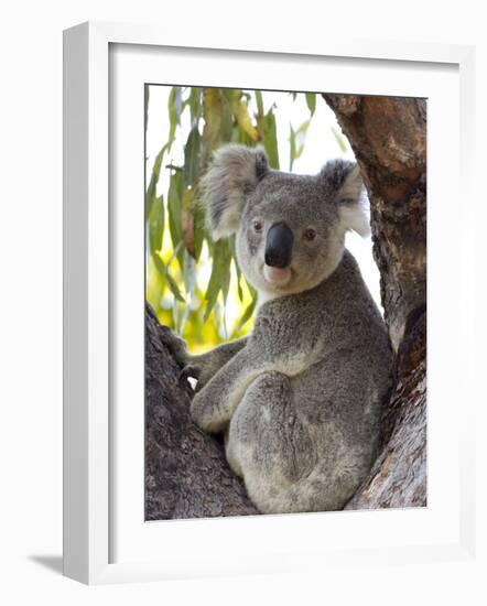 Koala, (Phascolartos Cinereus), Magnetic Island, Queensland, Australia-Thorsten Milse-Framed Photographic Print