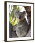 Koala, (Phascolartos Cinereus), Magnetic Island, Queensland, Australia-Thorsten Milse-Framed Photographic Print