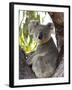 Koala, (Phascolartos Cinereus), Magnetic Island, Queensland, Australia-Thorsten Milse-Framed Photographic Print