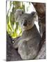 Koala, (Phascolartos Cinereus), Magnetic Island, Queensland, Australia-Thorsten Milse-Mounted Photographic Print