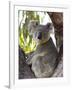 Koala, (Phascolartos Cinereus), Magnetic Island, Queensland, Australia-Thorsten Milse-Framed Photographic Print