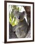 Koala, (Phascolartos Cinereus), Magnetic Island, Queensland, Australia-Thorsten Milse-Framed Photographic Print