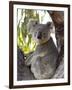 Koala, (Phascolartos Cinereus), Magnetic Island, Queensland, Australia-Thorsten Milse-Framed Photographic Print