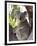 Koala, (Phascolartos Cinereus), Magnetic Island, Queensland, Australia-Thorsten Milse-Framed Photographic Print