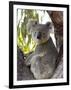 Koala, (Phascolartos Cinereus), Magnetic Island, Queensland, Australia-Thorsten Milse-Framed Photographic Print