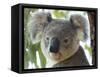 Koala, (Phascolartos Cinereus), Magnetic Island, Queensland, Australia-Thorsten Milse-Framed Stretched Canvas