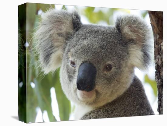 Koala, (Phascolartos Cinereus), Magnetic Island, Queensland, Australia-Thorsten Milse-Stretched Canvas