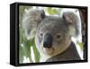 Koala, (Phascolartos Cinereus), Magnetic Island, Queensland, Australia-Thorsten Milse-Framed Stretched Canvas