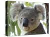 Koala, (Phascolartos Cinereus), Magnetic Island, Queensland, Australia-Thorsten Milse-Stretched Canvas