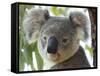 Koala, (Phascolartos Cinereus), Magnetic Island, Queensland, Australia-Thorsten Milse-Framed Stretched Canvas