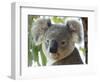 Koala, (Phascolartos Cinereus), Magnetic Island, Queensland, Australia-Thorsten Milse-Framed Photographic Print