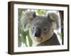 Koala, (Phascolartos Cinereus), Magnetic Island, Queensland, Australia-Thorsten Milse-Framed Photographic Print