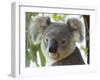 Koala, (Phascolartos Cinereus), Magnetic Island, Queensland, Australia-Thorsten Milse-Framed Photographic Print