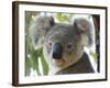 Koala, (Phascolartos Cinereus), Magnetic Island, Queensland, Australia-Thorsten Milse-Framed Photographic Print