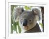 Koala, (Phascolartos Cinereus), Magnetic Island, Queensland, Australia-Thorsten Milse-Framed Photographic Print