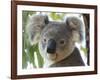 Koala, (Phascolartos Cinereus), Magnetic Island, Queensland, Australia-Thorsten Milse-Framed Photographic Print