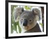 Koala, (Phascolartos Cinereus), Magnetic Island, Queensland, Australia-Thorsten Milse-Framed Photographic Print