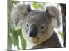 Koala, (Phascolartos Cinereus), Magnetic Island, Queensland, Australia-Thorsten Milse-Mounted Photographic Print